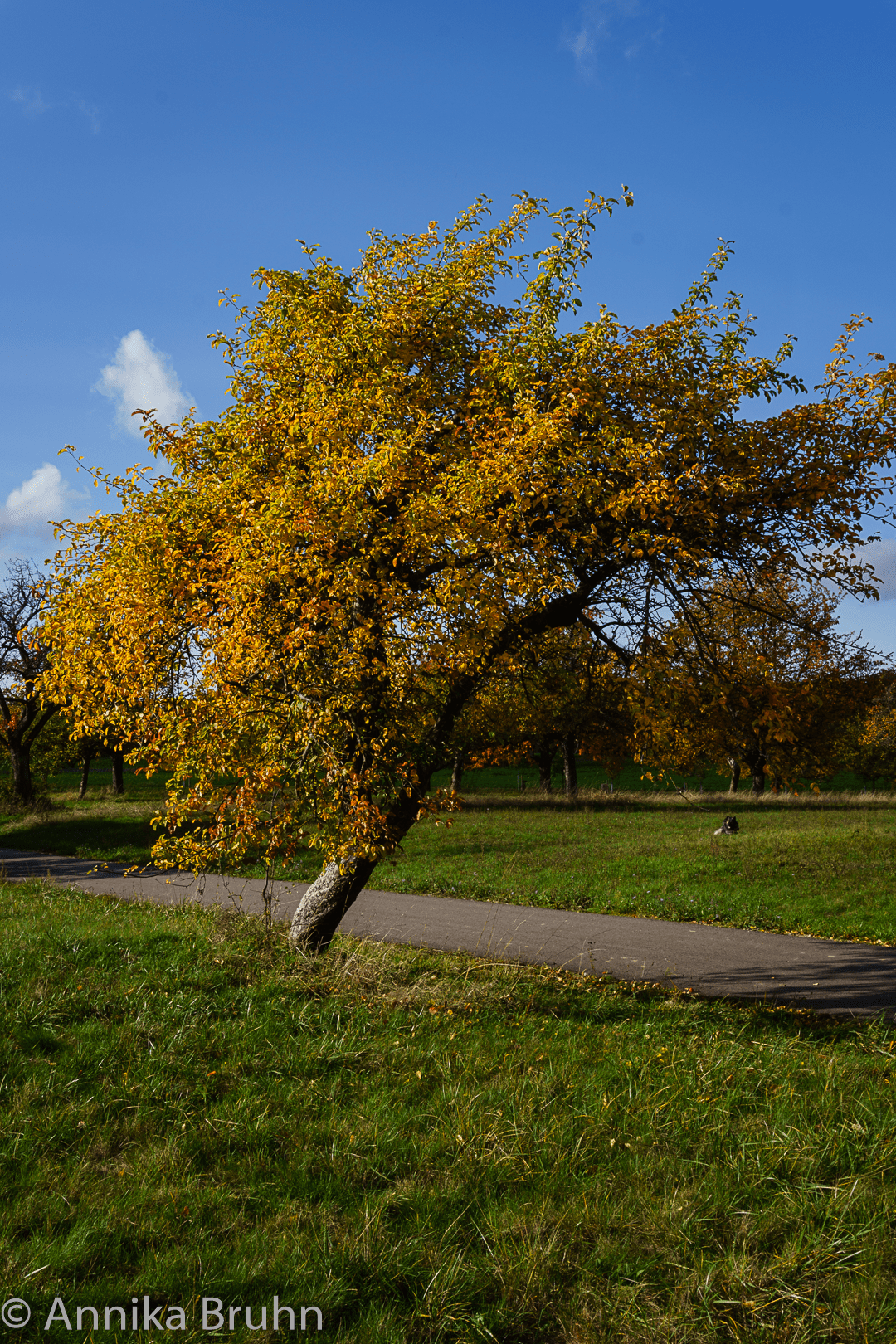 Windschiefer Baum